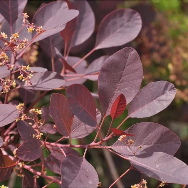 Perückenstrauch Cotinus coggygria Dusky Maiden in Rot und Purpur, Höhe: 30-40 cm - Bild 1