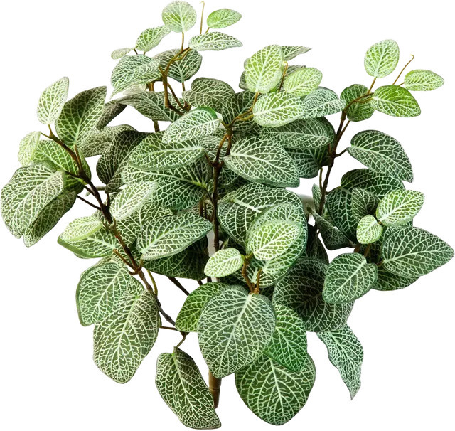 Künstliche Fittonia Pflanze von Aplanta in Grün im Topf - Bild 1