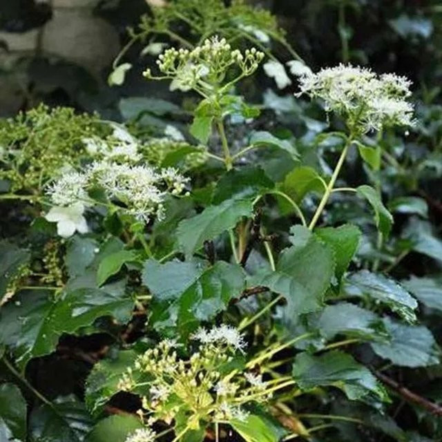 Arborix Kletterhortensie Petiolaris Hydrangea anomala als Kletterpflanze in Weiß und Grün, Höhe: 60 bis 80 cm - Bild 1