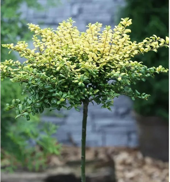 Hochstamm Ilex Crenata Gold Lilex Convexed Heckenpflanze, Höhe: 40-60 cm - Bild 1