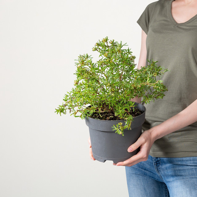 Fingerkraut Bellissima Potentilla fruticosa von BLUME2000 als Zierstrauch für Gartenbeet oder Kübel - Bild 1