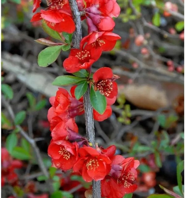 Zierquitte Nicoline Chaenomeles rote Heckenpflanze für den Garten, Höhe: 60-80 cm - Bild 1