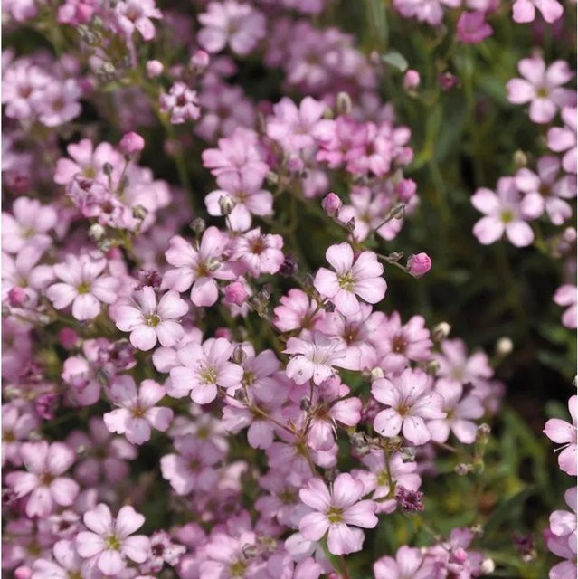 Gypsophila repens Schleierkraut Bodendecker in Pink von Nr-01.de - Bild 1
