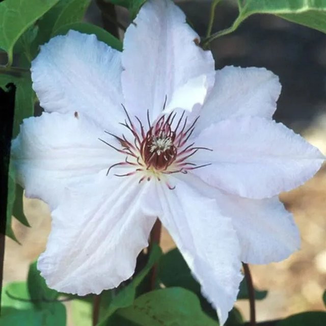 Großblumige Clematis Waldrebe Snow Queen in Weiß von Arborix im Container - Bild 1