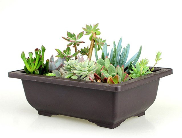 Quadratischer Blumentopf aus Kunststoff für Balkon und Bonsai - Bild 1