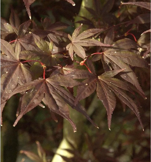 Fächerahorn Shojo Nurmura Acer palmatum in Rot, Höhe: 30-40 cm - Bild 1