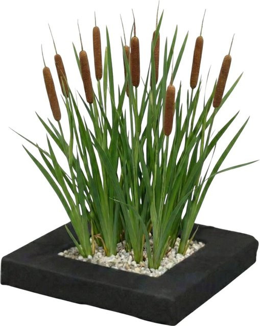 Vdvelde Pflanzeninsel mit 4 Rohrkolben Typha latifolia und Zubehör für deinen Teich - Bild 1