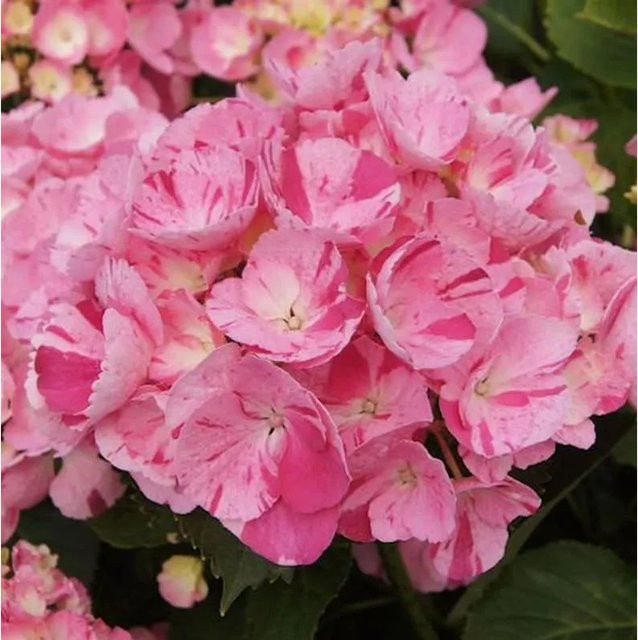Bauernhortensie Sweet Fantasy Hydrangea macrophylla in Pink von Nr-01.de - Bild 1