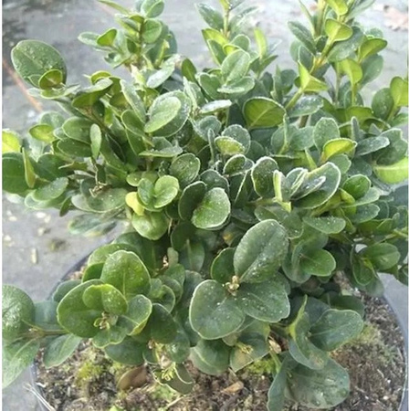 Buxus sempervirens Buchsbaum Rotundifolia grüne Heckenpflanze als Formschnittpflanze oder Solitär