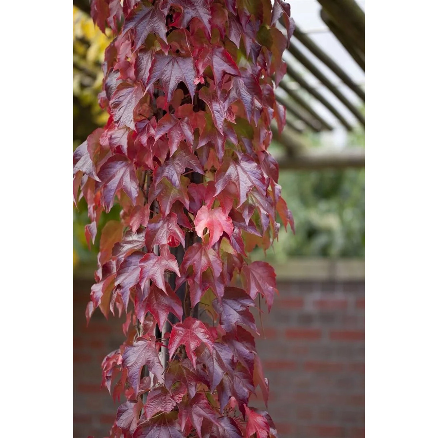 Parthenocissus Tricuspidata Veitchii Robusta Kletterpflanze, Grün und Rot, Höhe: 60–100 cm - Bild 2