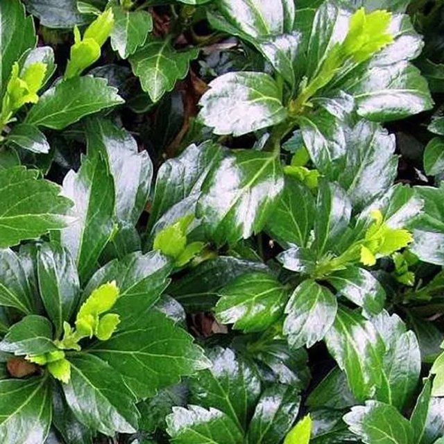 6er Set Arborix Pachysandra terminalis Green Sheen Immergrüne Bodendecker im 9cm Topf - Bild 1
