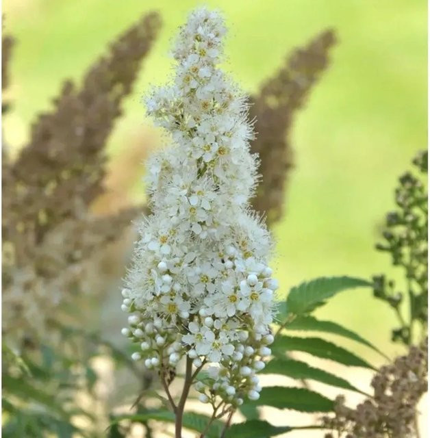 Sorbaria sorbifolia Sibirische Fiederspiere Zierstrauch für den Garten, Höhe: 100-125 cm - Bild 1