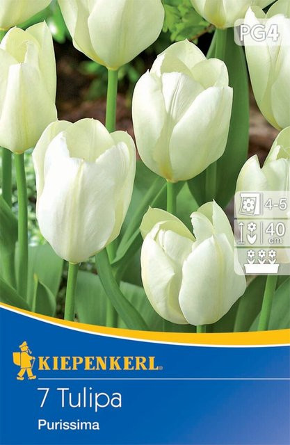 Fosteriana-Tulpe Purissima weiße Blumenzwiebeln, 7 Stück - Bild 1