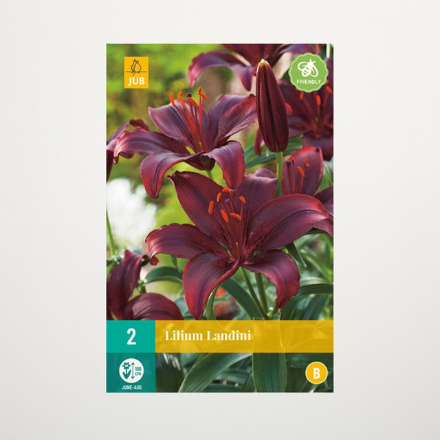 Asiatische Lilie Landini von BLUME2000 mit 2 Knollen - Bild 1