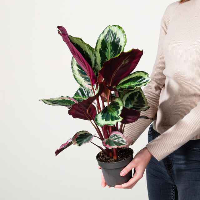Calathea roseopicta 'Rosy' Zimmerpflanze von BLUME2000 - Bild 1