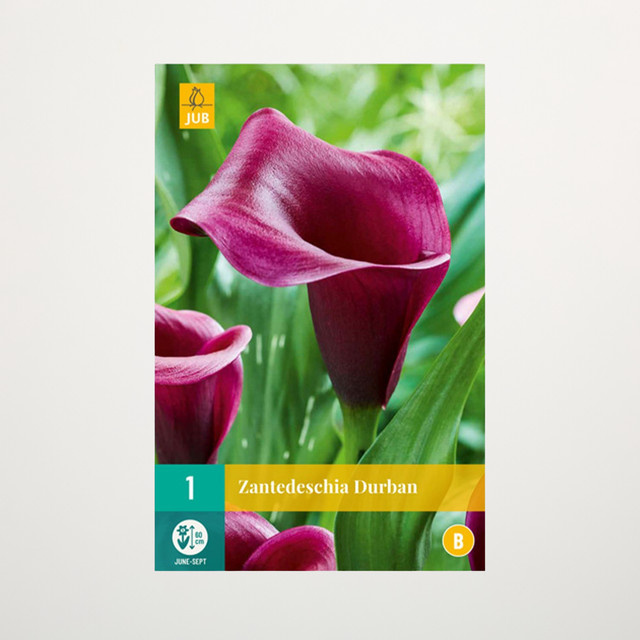 Calla Durban Wurzel von BLUME2000 - Bild 1