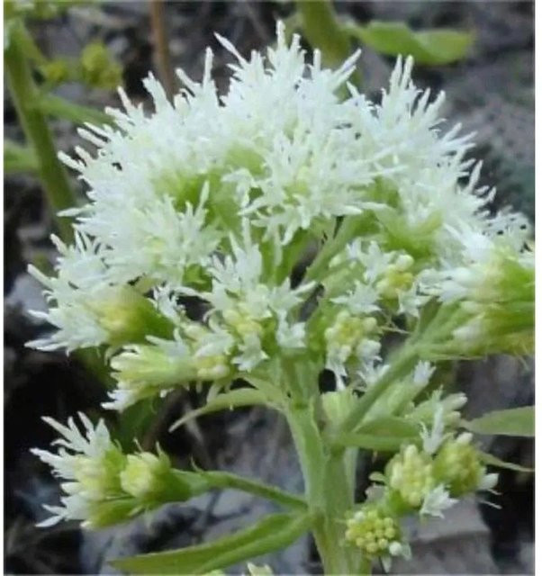 Pestwurz Albus Petasites albus weiße Staude von Nr-01.de - Bild 1