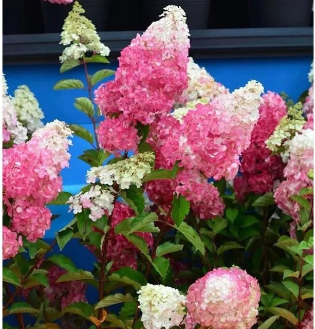 Rispenhortensie Fraise Melba Hydrangea paniculata in Weiß, Rot und Pink, Höhe: 30-40 cm - Bild 1