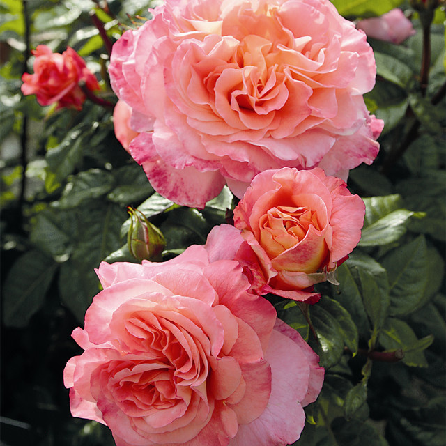 Edelrose Augusta Luise von BLUME2000, wurzelnackt, Strauchrose mit Blütezeit von Juni bis Oktober - Bild 1