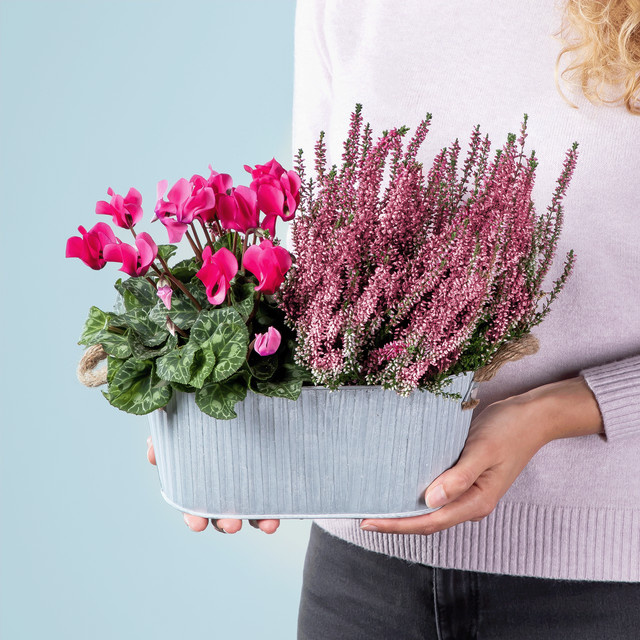 Purpur Traum Herbstpflanze im Zinktopf von BLUME2000 für den Outdoor-Bereich - Bild 1