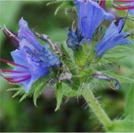 Echium vulgare Natternkopf - 2 jährige Pflanze für Freiflächen