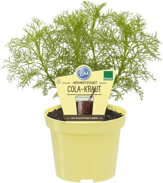 Exotenherz Cola-Kraut Artemisia Abrotanum Var Maritima Bio-Kräuterpflanze im 12cm Topf - Bild 1