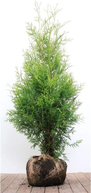 Thuja occidentalis Brabant Heckenpflanze Grün Höhe: 100-125 cm - Bild 1