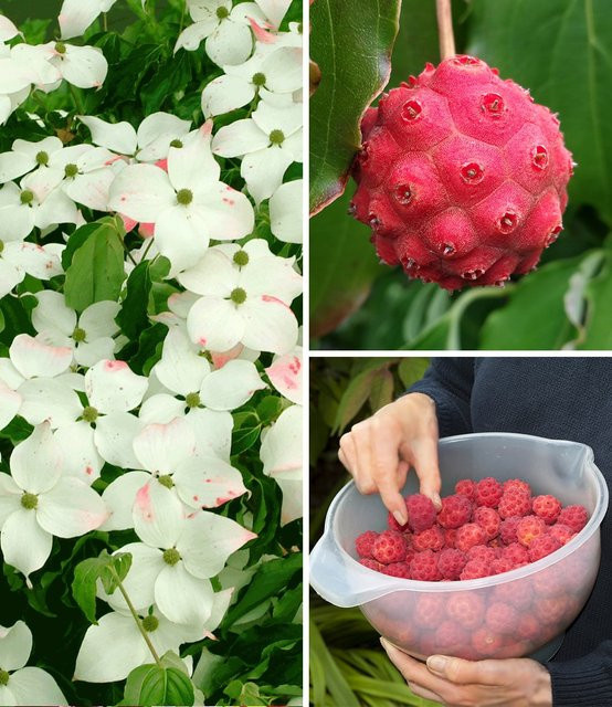 Japanischer Blumen-Hartriegel - Bild 1