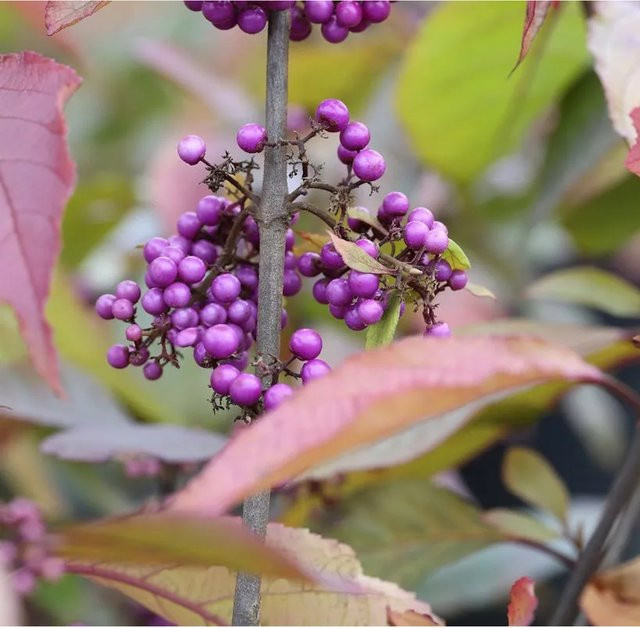 Liebesperlenstrauch Callicarpa bodinieri Profusion in Lila, 40-60 cm Höhe - Bild 1