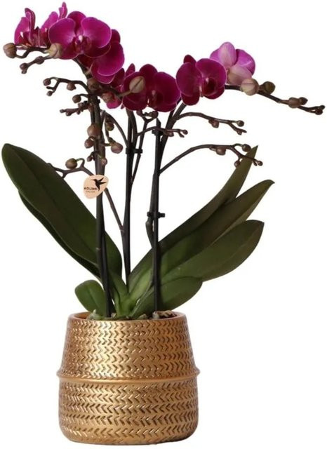 Kolibri Phalaenopsis Orchidee Lila Morelia & Groove mit Gold Ziertopf, Höhe: 40 cm, Topfgröße: 9 cm - Bild 1