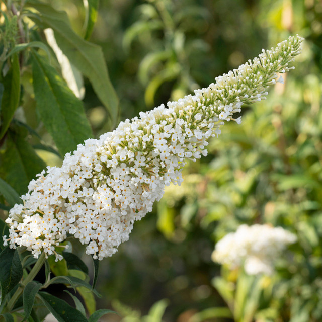 Schmetterlingsflieder Peace in Weiß von Mein schöner Garten Shop - Bild 1