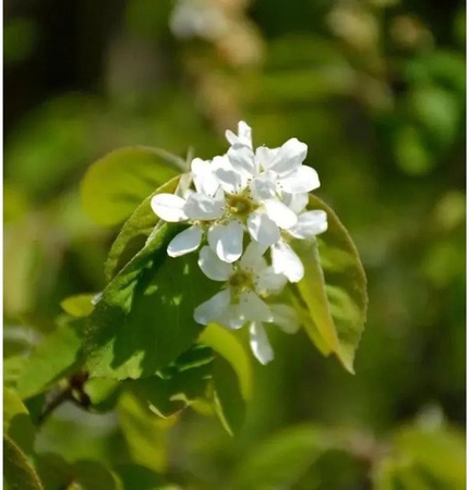Amelanchier spicata Felsenbirne Beerenstrauch von Nr-01.de, Höhe: 125-150 cm