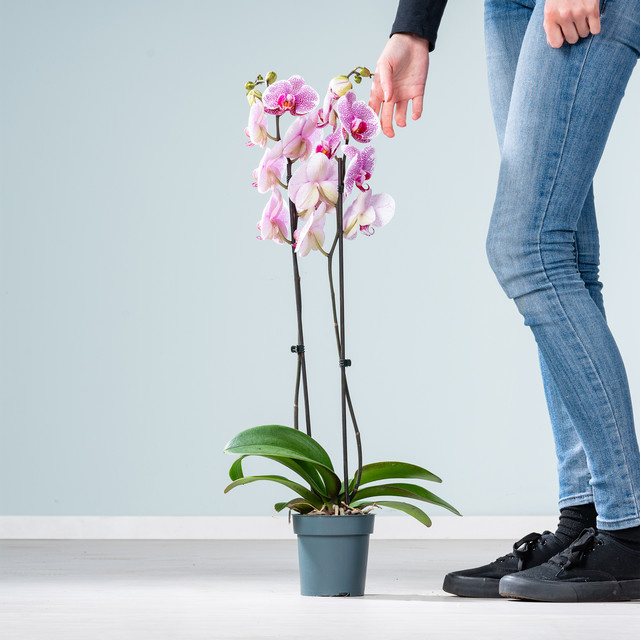 Phalaenopsis Pandora von BLUME2000 in Pink, Purple und Weiß gepunktet als Tischpflanze - Bild 1