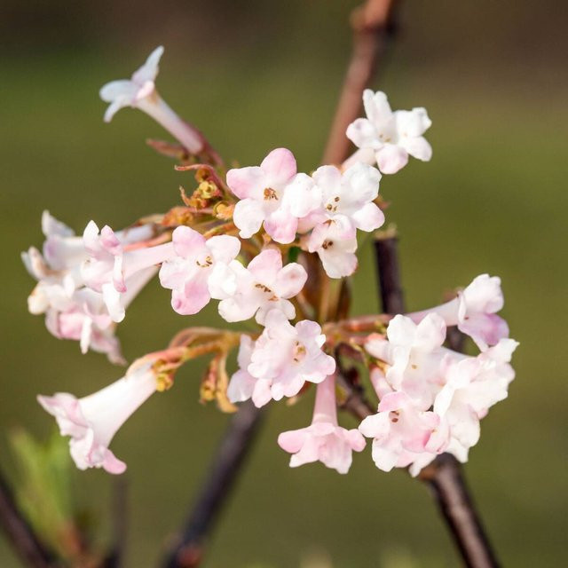 Winterschneeball Charles Lamont Viburnum als rosa Zierstrauch für den Garten - Bild 1