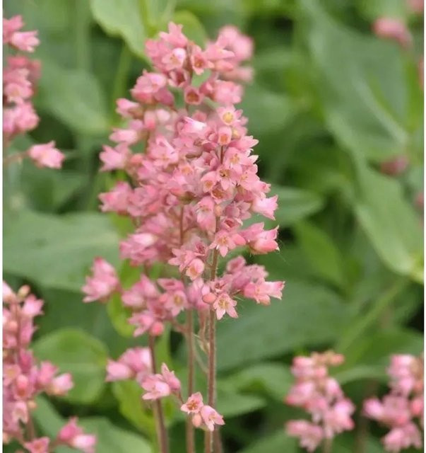 Heuchera brizoides Purpurglöckchen Weserlachs Bodendecker in Grün und Pink - Bild 1