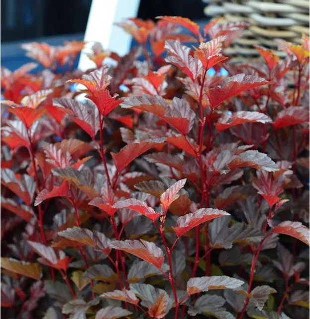 Blasenspiere Little Angel Physocarpus opulifolius Strauch in Rot, Orange und Gelb, Höhe: 60-80 cm - Bild 1