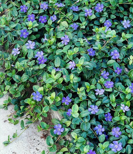 Vinca minor Blau Immergrün - Bild 1