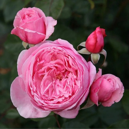 Kordes Parfuma-Rose Kiss Me Kate Kletterrose in Rosa mit herrlichem Duft