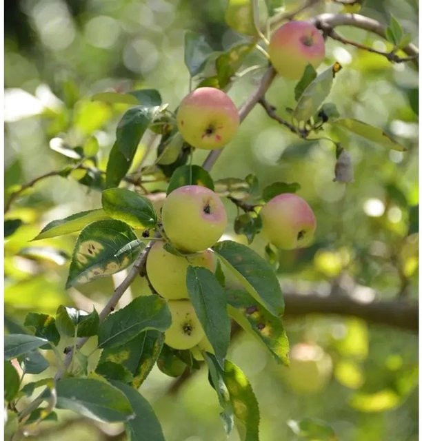 Apfelbaum Grahams Jubiläum von Nr-01.de, süßsäuerlich, grün - Bild 1
