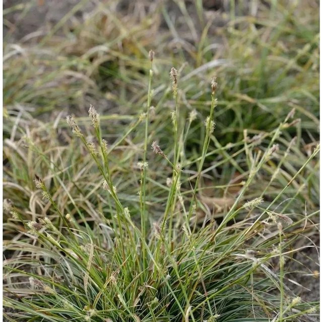 Carex comans Gräserpflanze in Grün für Steingärten, Gräsergärten und Teichränder - Bild 1