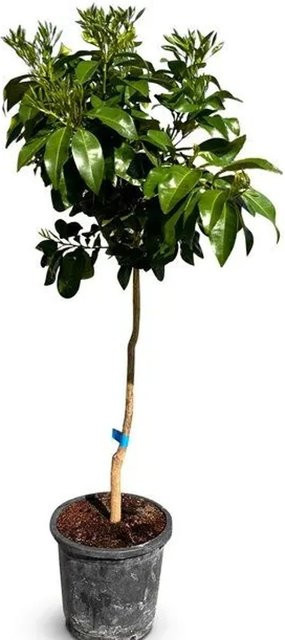 Sunny-Tree Grapefruit Citrus Paradisi Zitrusbaum als Obstbaum mit einer Höhe von 150 cm - Bild 1