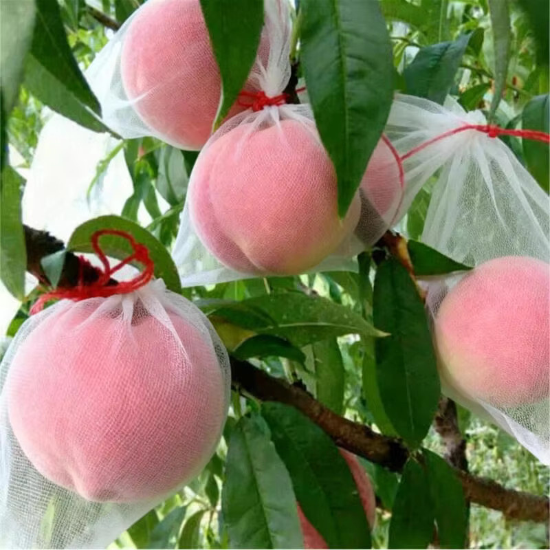 Weiße Obstschutz Tasche aus Kunststoff zum Schutz von Erdbeeren und Trauben als Vogelschutz Netz für den Gemüsegarten - Bild 4