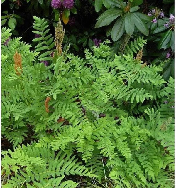 Königsfarn Osmunda regalis grüne Gartenpflanze von Nr-01.de - Bild 1