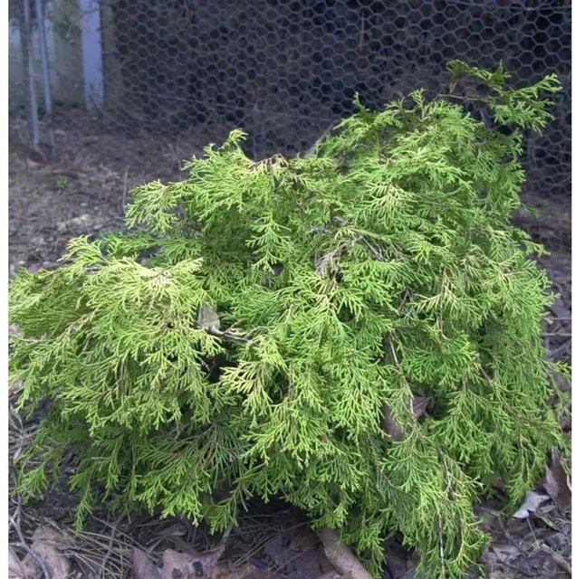 Kissenzypresse Kamarachiba Chamaecyparis obtusa Grün Breite: 20-25 cm - Bild 1