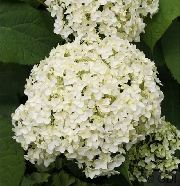 Ballhortensie Annabelle Hydrangea arborescens weiß von Nr-01.de (30-40 cm) - Bild 1