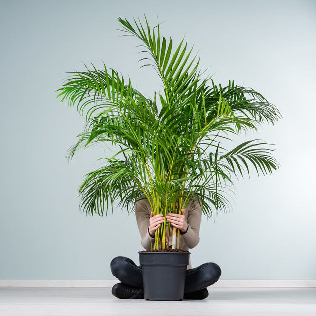 Goldfruchtpalme XXL von BLUME2000 in Grün - Bild 1