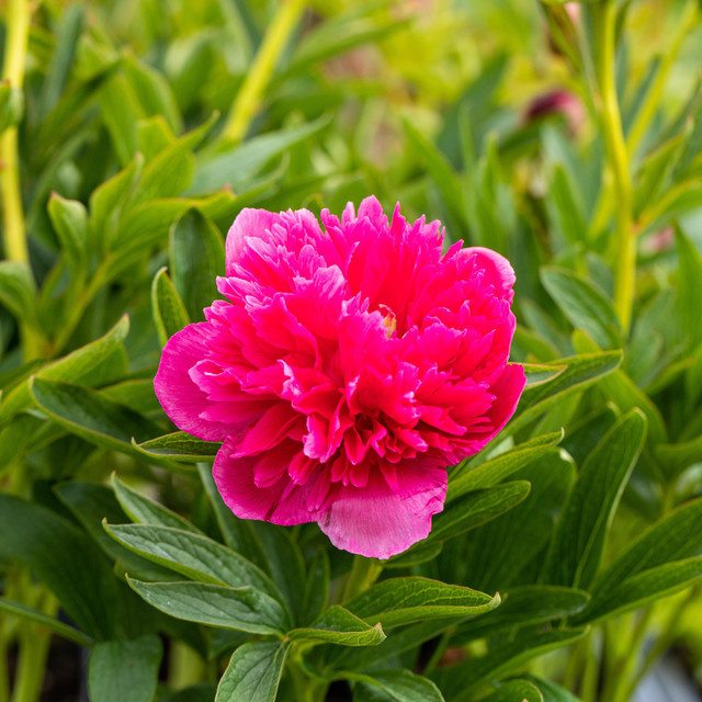 Pfingstrose BLUME2000 in Pink als Topfpflanze - Bild 1