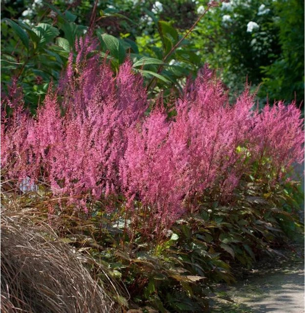 Astilbe Aphrodite Prachtspiere pink als Bodendecker und Schnittblume von Nr-01.de - Bild 1