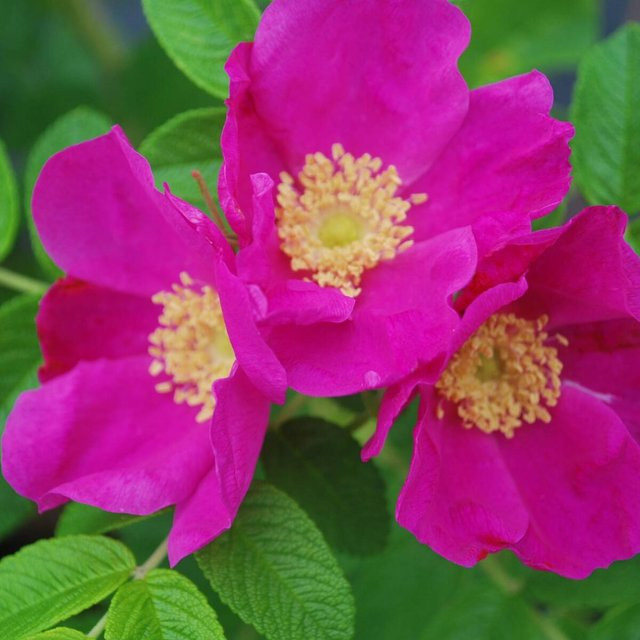 Apfelrose von Mein schöner Garten Shop, rosa Heckenpflanze und Strauch - Bild 1