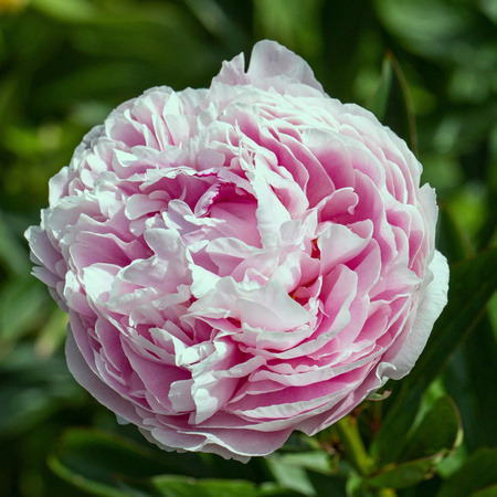 Paeonia Pfingstrose als Stauden im Topf in Hellrosa von BLUME2000